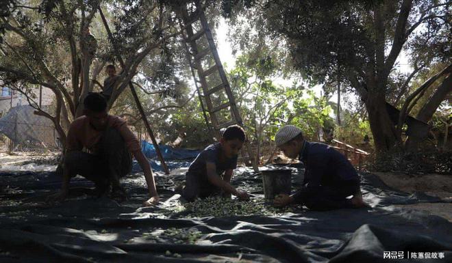 ：西岸农民因定居者暴力而无法收获橄榄pg电子平台“橄榄对我们就是一切”