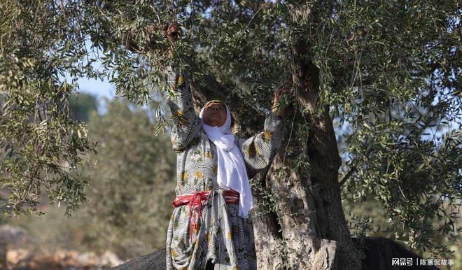 ：西岸农民因定居者暴力而无法收获橄榄pg电子平台“橄榄对我们就是一切”(图4)